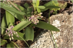 Scilla hyacinthina
